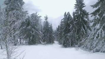 insolito aereo Visualizza di un' favoloso inverno montagna paesaggio avvicinamento. liscio e maneggevole volo fra innevato alberi. girato su fpv drone. video