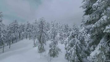 ovanlig antenn se av en fantastisk vinter- berg landskap närbild. slät och manövrerbar flyg mellan snötäckt träd. filmad på fpv Drönare. video