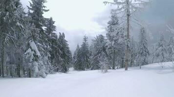 ungewöhnlich Antenne Aussicht von ein fabelhaft Winter Berg Landschaft Nahansicht. glatt und wendig Flug zwischen schneebedeckt Bäume. gefilmt auf fpv Drohne. video