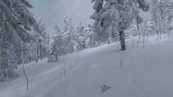 raro aéreo ver de un fabuloso invierno montaña paisaje de cerca. suave y maniobrable vuelo Entre cubierto de nieve arboles filmado en fpv zumbido. video