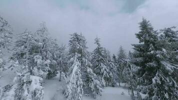 ungewöhnlich Antenne Aussicht von ein fabelhaft Winter Berg Landschaft Nahansicht. glatt und wendig Flug zwischen schneebedeckt Bäume. gefilmt auf fpv Drohne. video