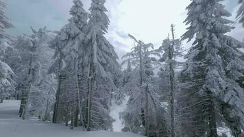 inhabituel aérien vue de une fabuleux hiver Montagne paysage fermer. lisse et maniable vol entre couvert de neige des arbres. filmé sur fpv drone. video