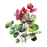 Watercolor botanical illustration on transparent background. png