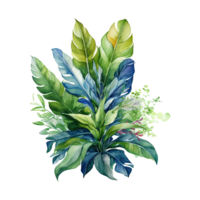 Watercolor botanical illustration on transparent background. png