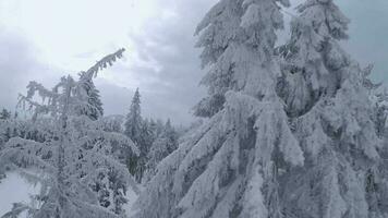 Unusual aerial view of a fabulous winter mountain landscape close-up. Smooth and maneuverable flight between snow-covered trees. Filmed on FPV drone. video