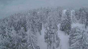 ungewöhnlich Antenne Aussicht von ein fabelhaft Winter Berg Landschaft Nahansicht. glatt und wendig Flug zwischen schneebedeckt Bäume. gefilmt auf fpv Drohne. video