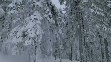 Unusual aerial view of a fabulous winter mountain landscape close-up. Smooth and maneuverable flight between snow-covered trees. Filmed on FPV drone. video