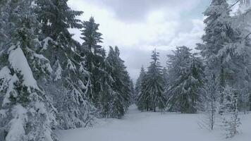 ungewöhnlich Antenne Aussicht von ein fabelhaft Winter Berg Landschaft Nahansicht. glatt und wendig Flug zwischen schneebedeckt Bäume. gefilmt auf fpv Drohne. video