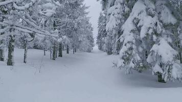 ungewöhnlich Antenne Aussicht von ein fabelhaft Winter Berg Landschaft Nahansicht. glatt und wendig Flug zwischen schneebedeckt Bäume. gefilmt auf fpv Drohne. video