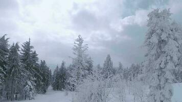 inhabituel aérien vue de une fabuleux hiver Montagne paysage fermer. lisse et maniable vol entre couvert de neige des arbres. filmé sur fpv drone. video