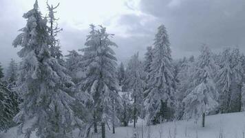 ungewöhnlich Antenne Aussicht von ein fabelhaft Winter Berg Landschaft Nahansicht. glatt und wendig Flug zwischen schneebedeckt Bäume. gefilmt auf fpv Drohne. video