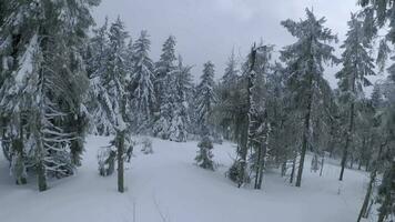 ungewöhnlich Antenne Aussicht von ein fabelhaft Winter Berg Landschaft Nahansicht. glatt und wendig Flug zwischen schneebedeckt Bäume. gefilmt auf fpv Drohne. video