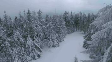 ungewöhnlich Antenne Aussicht von ein fabelhaft Winter Berg Landschaft Nahansicht. glatt und wendig Flug zwischen schneebedeckt Bäume. gefilmt auf fpv Drohne. video