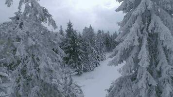 Unusual aerial view of a fabulous winter mountain landscape close-up. Smooth and maneuverable flight between snow-covered trees. Filmed on FPV drone. video