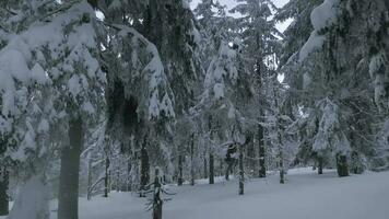 raro aéreo ver de un fabuloso invierno montaña paisaje de cerca. suave y maniobrable vuelo Entre cubierto de nieve arboles filmado en fpv zumbido. video