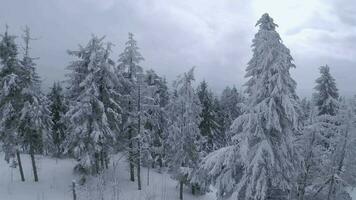 ovanlig antenn se av en fantastisk vinter- berg landskap närbild. slät och manövrerbar flyg mellan snötäckt träd. filmad på fpv Drönare. video