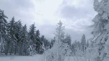 raro aéreo ver de un fabuloso invierno montaña paisaje de cerca. suave y maniobrable vuelo Entre cubierto de nieve arboles filmado en fpv zumbido. video