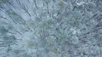 Aerial view of a car rides on a road surrounded by winter forest in snowfall video