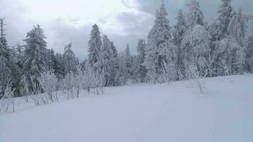 ungewöhnlich Antenne Aussicht von ein fabelhaft Winter Berg Landschaft Nahansicht. glatt und wendig Flug zwischen schneebedeckt Bäume. gefilmt auf fpv Drohne. video