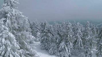 ungewöhnlich Antenne Aussicht von ein fabelhaft Winter Berg Landschaft Nahansicht. glatt und wendig Flug zwischen schneebedeckt Bäume. gefilmt auf fpv Drohne. video