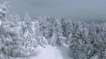 incomum aéreo Visão do uma fabuloso inverno montanha panorama fechar-se. suave e manobrável voar entre coberto de neve árvores filmado em fpv drone. video