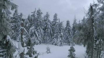 ungewöhnlich Antenne Aussicht von ein fabelhaft Winter Berg Landschaft Nahansicht. glatt und wendig Flug zwischen schneebedeckt Bäume. gefilmt auf fpv Drohne. video