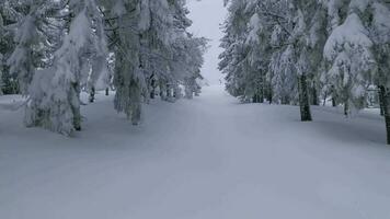 Unusual aerial view of a fabulous winter mountain landscape close-up. Smooth and maneuverable flight between snow-covered trees. Filmed on FPV drone. video