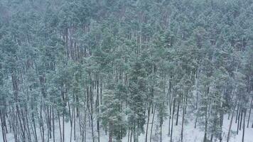 Aerial view of a car rides on a road surrounded by winter forest in snowfall video