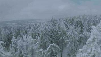 incomum aéreo Visão do uma fabuloso inverno montanha panorama fechar-se. suave e manobrável voar entre coberto de neve árvores filmado em fpv drone. video