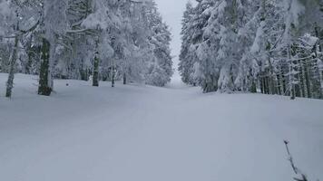 ungewöhnlich Antenne Aussicht von ein fabelhaft Winter Berg Landschaft Nahansicht. glatt und wendig Flug zwischen schneebedeckt Bäume. gefilmt auf fpv Drohne. video