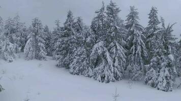 raro aéreo ver de un fabuloso invierno montaña paisaje de cerca. suave y maniobrable vuelo Entre cubierto de nieve arboles filmado en fpv zumbido. video