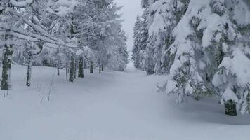 insolito aereo Visualizza di un' favoloso inverno montagna paesaggio avvicinamento. liscio e maneggevole volo fra innevato alberi. girato su fpv drone. video