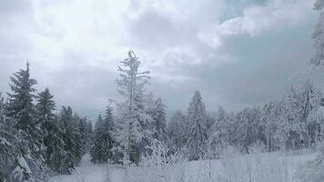 insolito aereo Visualizza di un' favoloso inverno montagna paesaggio avvicinamento. liscio e maneggevole volo fra innevato alberi. girato su fpv drone. video