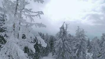 ovanlig antenn se av en fantastisk vinter- berg landskap närbild. slät och manövrerbar flyg mellan snötäckt träd. filmad på fpv Drönare. video