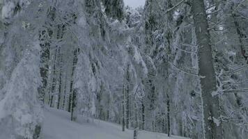 insolito aereo Visualizza di un' favoloso inverno montagna paesaggio avvicinamento. liscio e maneggevole volo fra innevato alberi. girato su fpv drone. video