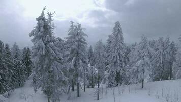 raro aéreo ver de un fabuloso invierno montaña paisaje de cerca. suave y maniobrable vuelo Entre cubierto de nieve arboles filmado en fpv zumbido. video