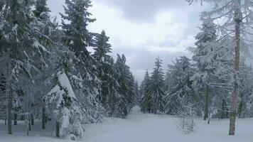 ungewöhnlich Antenne Aussicht von ein fabelhaft Winter Berg Landschaft Nahansicht. glatt und wendig Flug zwischen schneebedeckt Bäume. gefilmt auf fpv Drohne. video