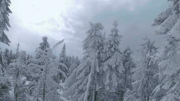 inhabituel aérien vue de une fabuleux hiver Montagne paysage fermer. lisse et maniable vol entre couvert de neige des arbres. filmé sur fpv drone. video