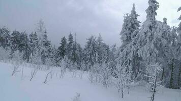 ungewöhnlich Antenne Aussicht von ein fabelhaft Winter Berg Landschaft Nahansicht. glatt und wendig Flug zwischen schneebedeckt Bäume. gefilmt auf fpv Drohne. video