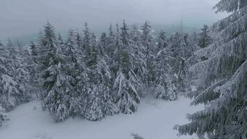 raro aéreo ver de un fabuloso invierno montaña paisaje de cerca. suave y maniobrable vuelo Entre cubierto de nieve arboles filmado en fpv zumbido. video