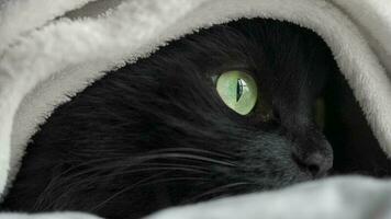 Black fluffy cat with green eyes lies wrapped in a blanket. Halloween symbol video