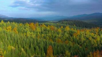 antenne visie van een helder herfst Woud Aan de hellingen van de bergen Bij ochtendgloren. kleurrijk panorama van de Karpaten bergen in herfst. Oekraïne video