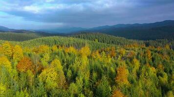 Aerial view of a bright autumn forest on the slopes of the mountains at dawn. Colorful panorama of the Carpathian mountains in autumn. Ukraine video