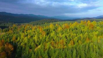 Aerial view of a bright autumn forest on the slopes of the mountains at dawn. Colorful panorama of the Carpathian mountains in autumn. Ukraine video