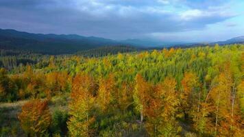 Aerial view of a bright autumn forest on the slopes of the mountains at dawn. Colorful panorama of the Carpathian mountains in autumn. Ukraine video