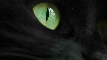 Black fluffy cat with green eyes lies wrapped in a blanket. Halloween symbol video