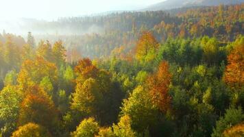 Aerial view of a bright autumn forest on the slopes of the mountains at dawn. Colorful panorama of the Carpathian mountains in autumn. Ukraine video