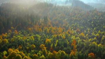 antenn se av en ljus höst skog på de sluttningar av de bergen på gryning. färgrik panorama av de karpater bergen i höst. ukraina video