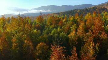 aéreo Visão do uma brilhante outono floresta em a declives do a montanhas às alvorecer. colorida panorama do a cárpato montanhas dentro outono. Ucrânia video
