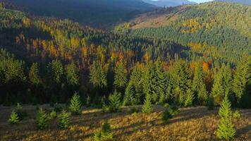 aéreo ver de un brillante otoño bosque en el pendientes de el montañas a amanecer. vistoso panorama de el cárpato montañas en otoño. Ucrania video